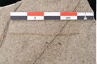 Foto (Detailansicht) von Puccinites zosterae Ettingshausen (NHMW-GEO-2024-0188-6618)
